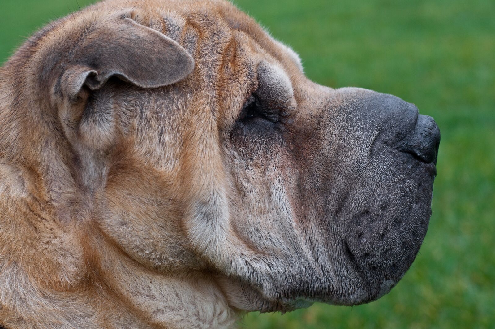 Nikon D300 sample photo. Dog, sharpei, profile photography