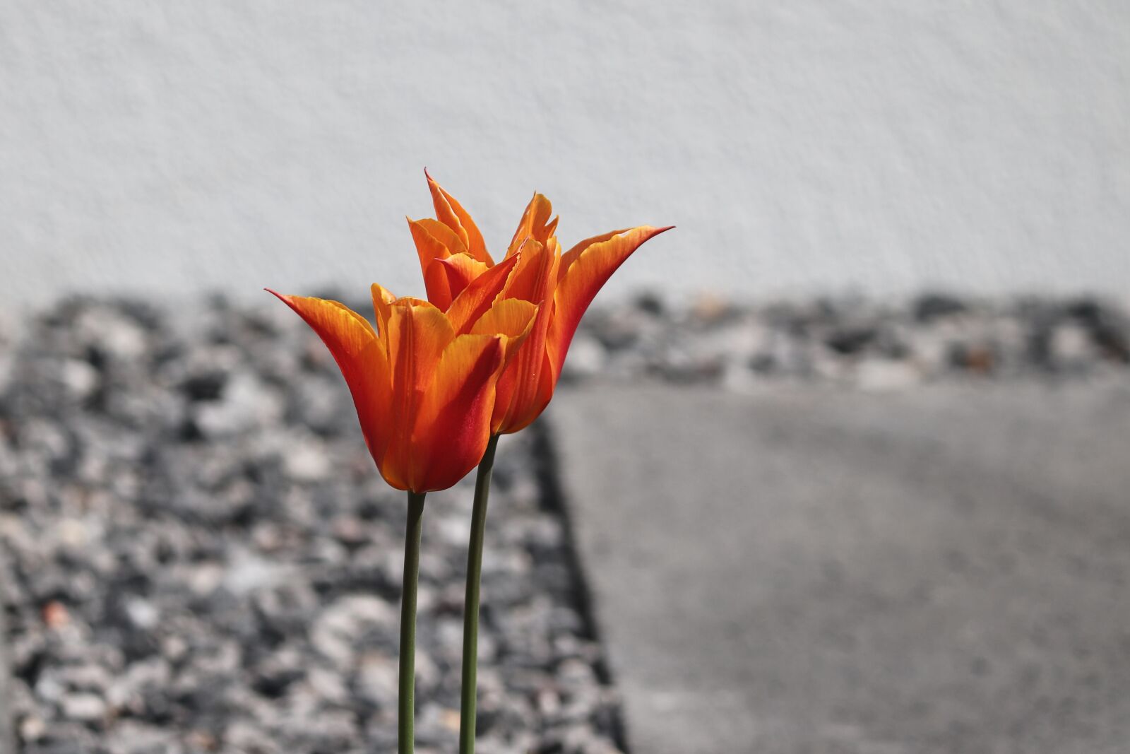 Canon EOS 200D (EOS Rebel SL2 / EOS Kiss X9) sample photo. Tulips, orange, stone garden photography