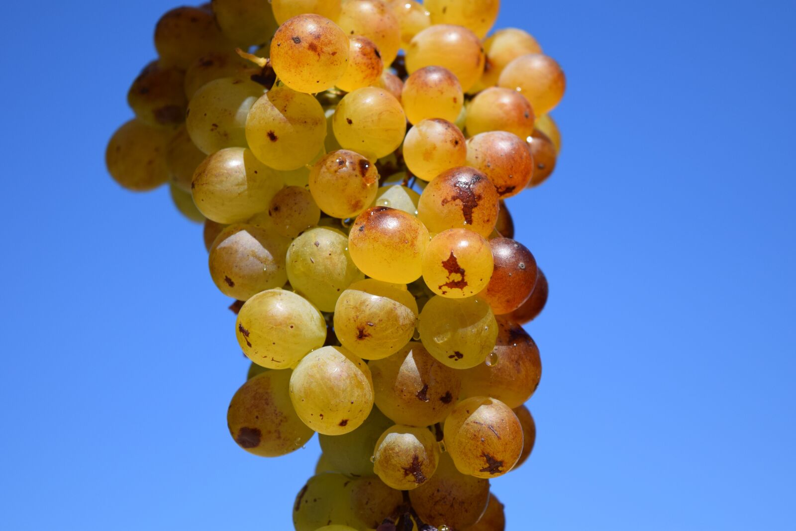 Nikon D3300 sample photo. Grapes, ripe, ripe grapes photography