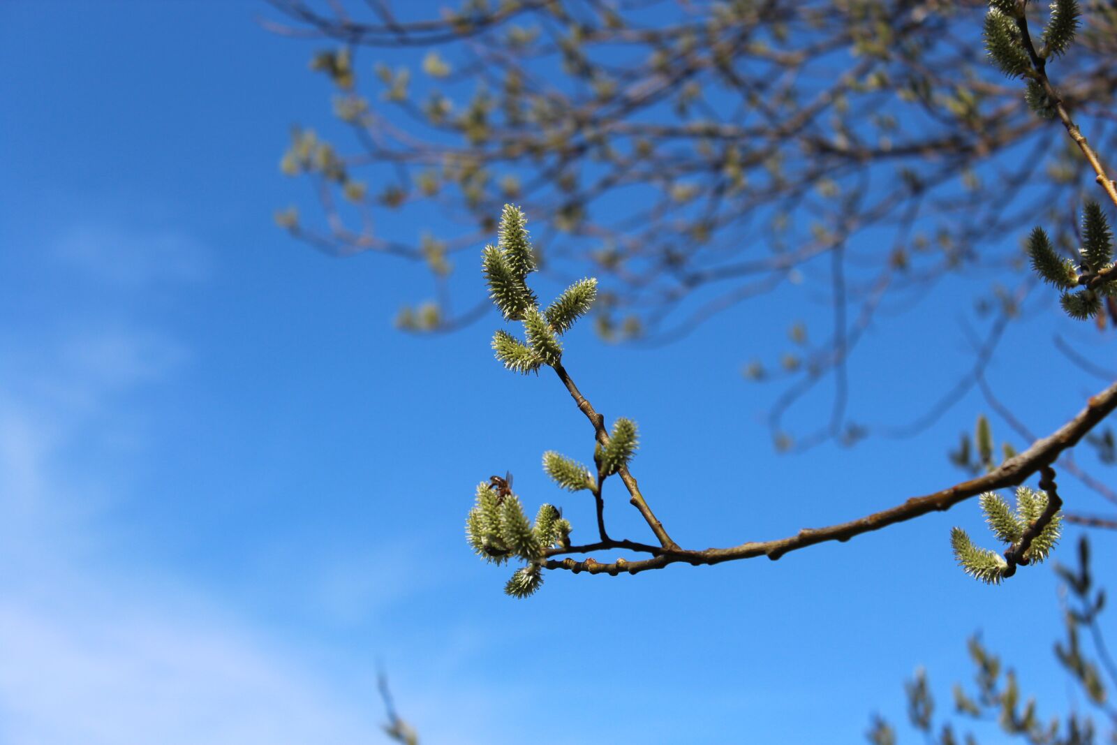 Canon EOS 600D (Rebel EOS T3i / EOS Kiss X5) sample photo. Nature, spring, tree photography
