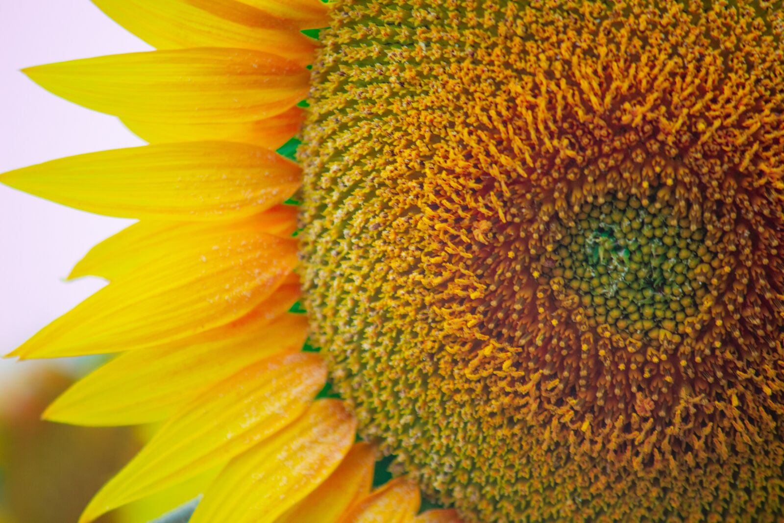 Canon EOS 700D (EOS Rebel T5i / EOS Kiss X7i) sample photo. Sun flower, flowers, yellow photography