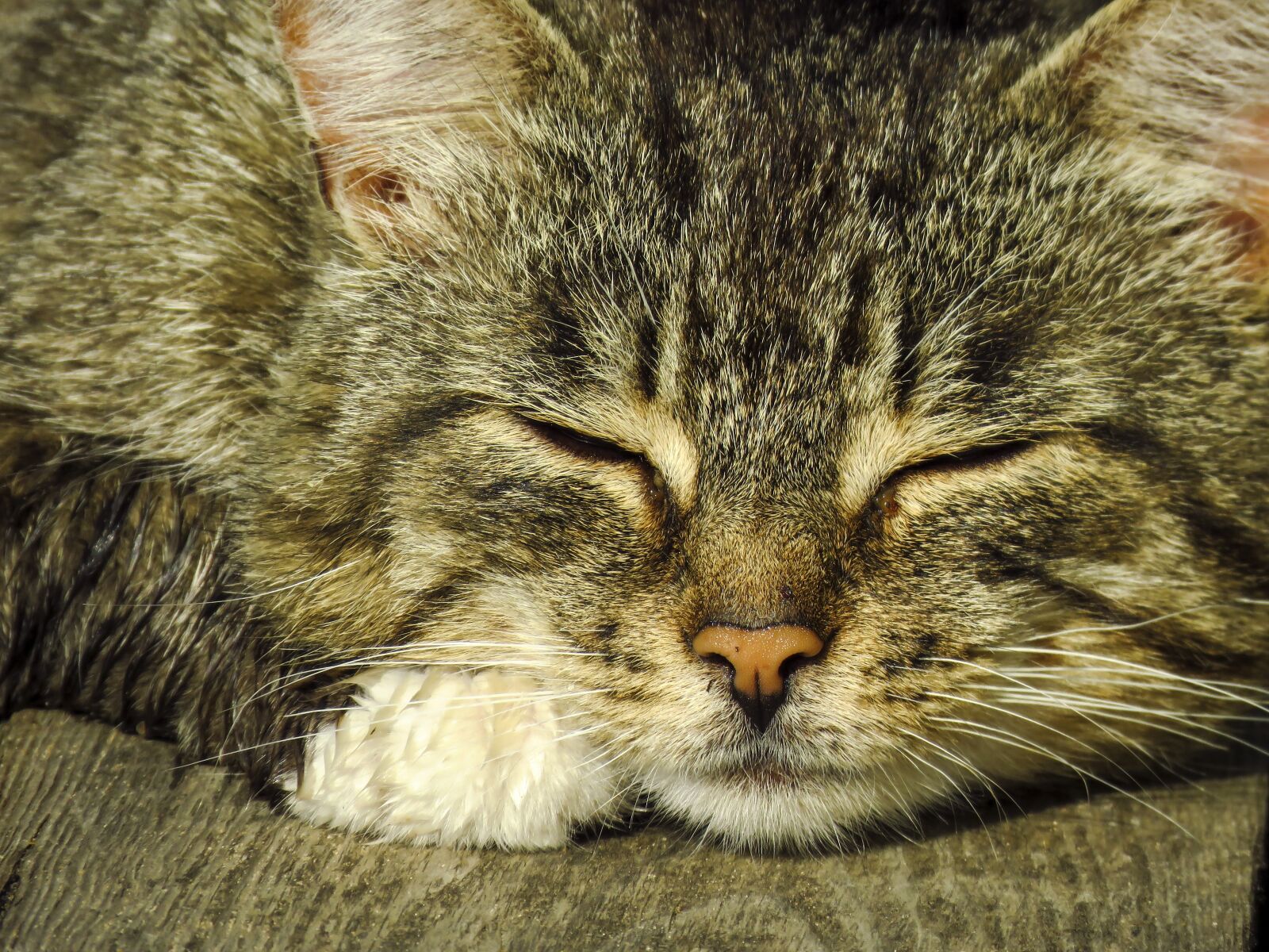 Canon PowerShot SX60 HS sample photo. Cat, snout, head photography