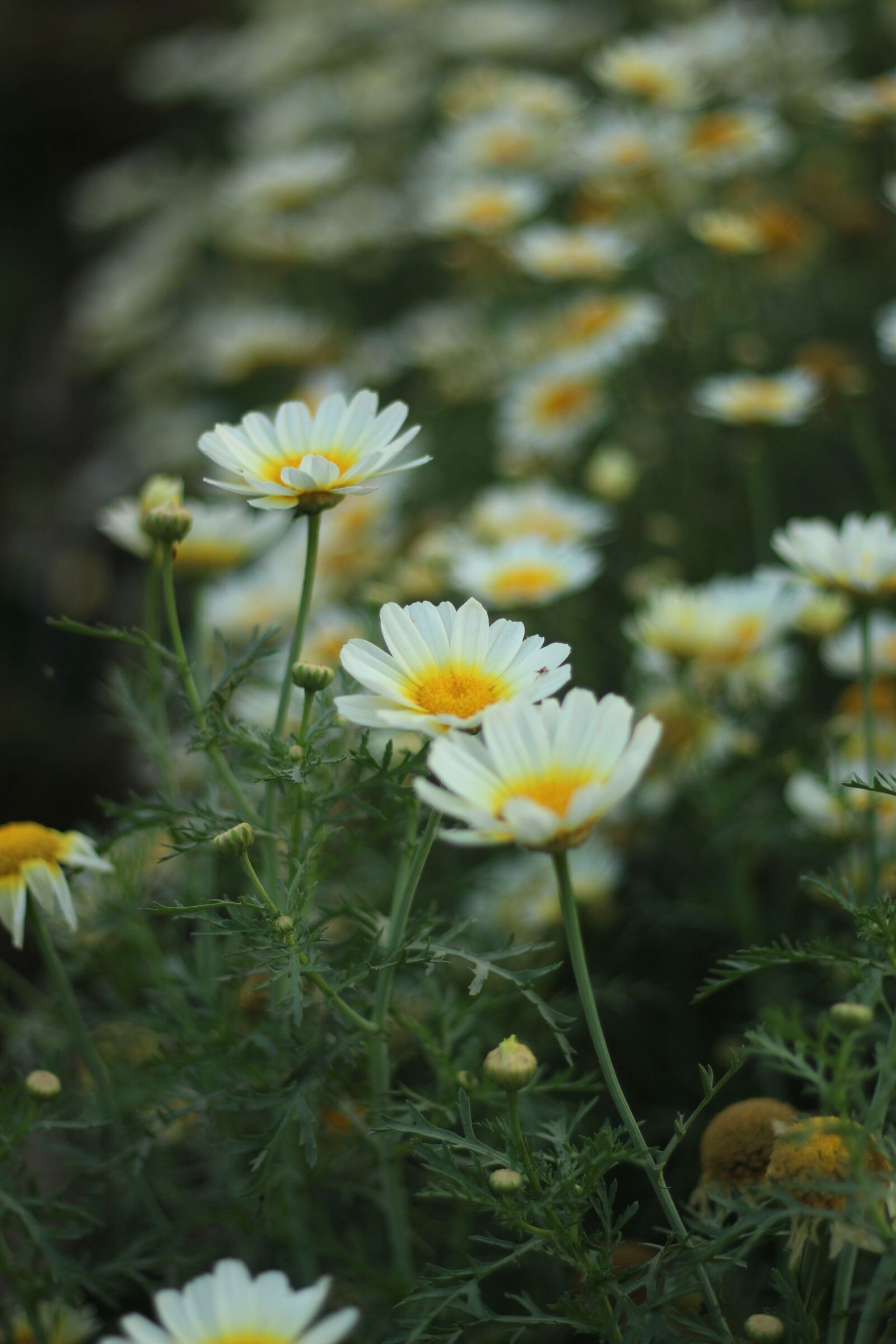 Canon EF 50mm F1.8 STM sample photo. Photo, pic, pixabay photography