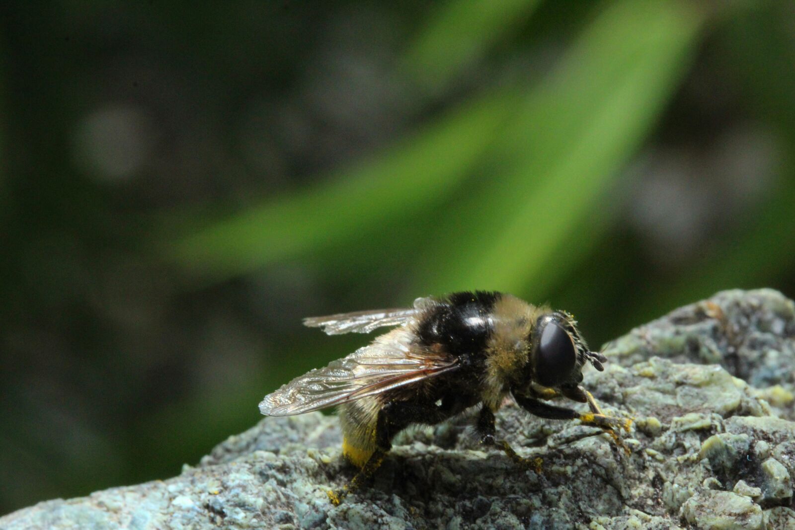 Canon EOS 1300D (EOS Rebel T6 / EOS Kiss X80) sample photo. Insect, bee, pollination photography