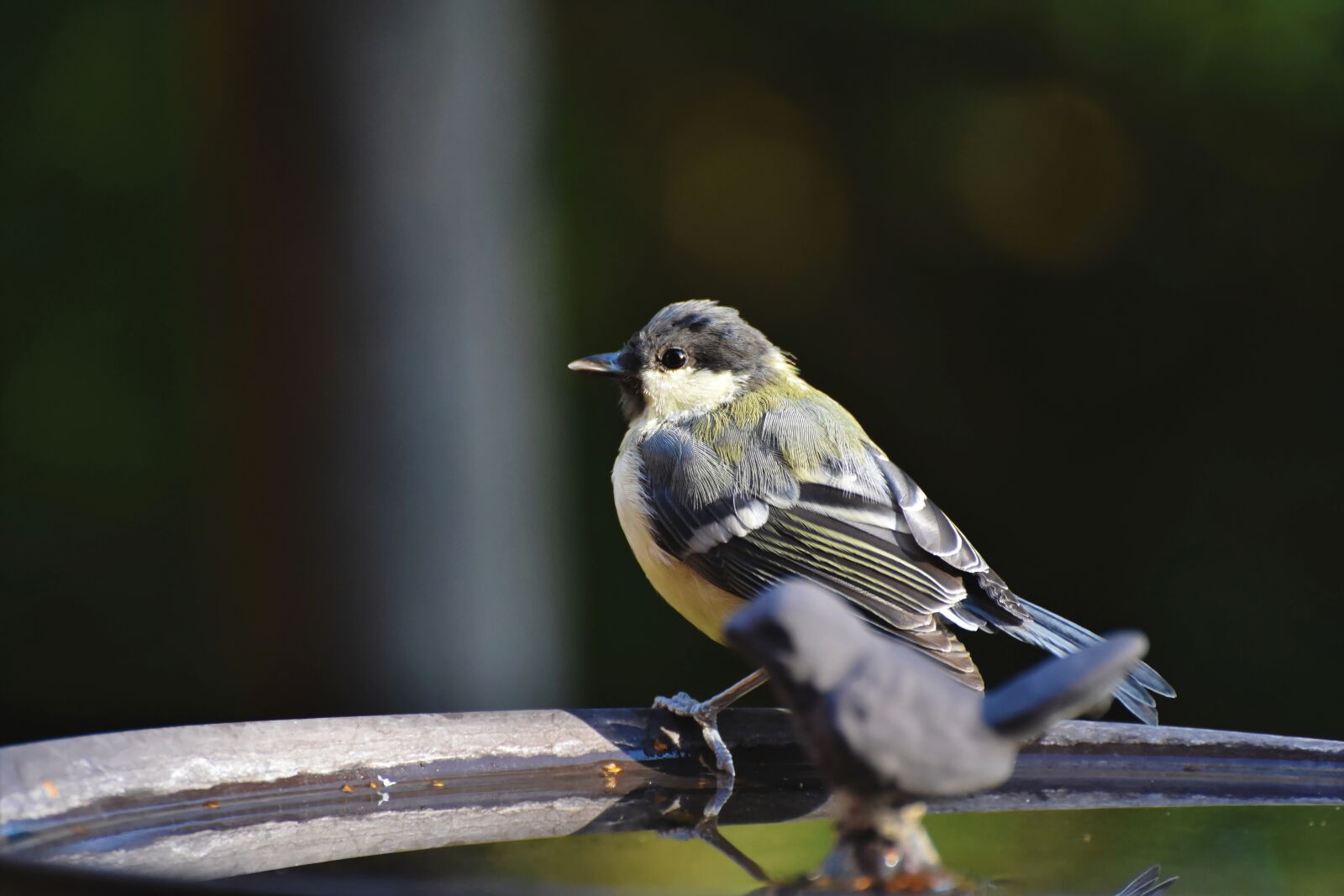 Nikon D7200 sample photo. Tit, songbird, small bird photography