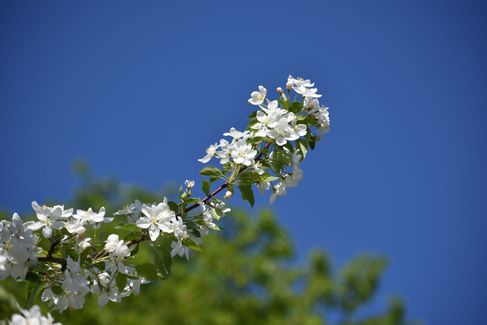 Nikon D3400 sample photo. Apple tree, color, spring photography