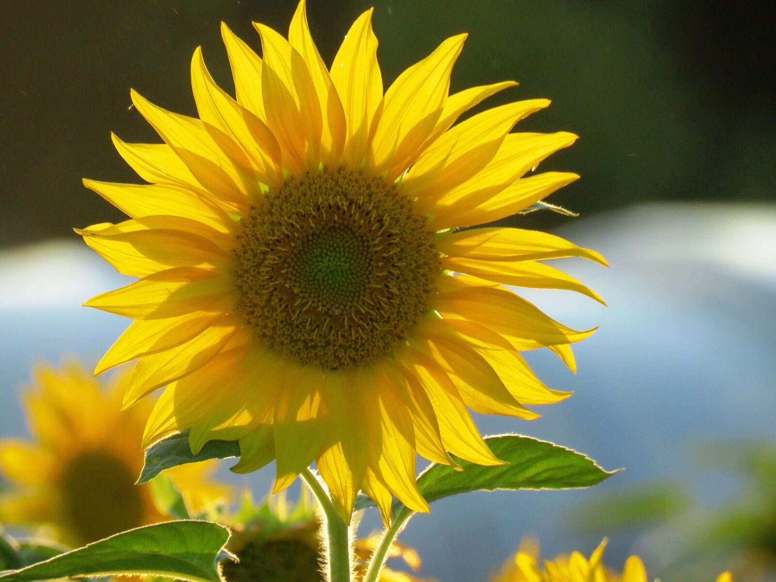Canon PowerShot SX60 HS sample photo. Sunflower, yellow, blossom photography