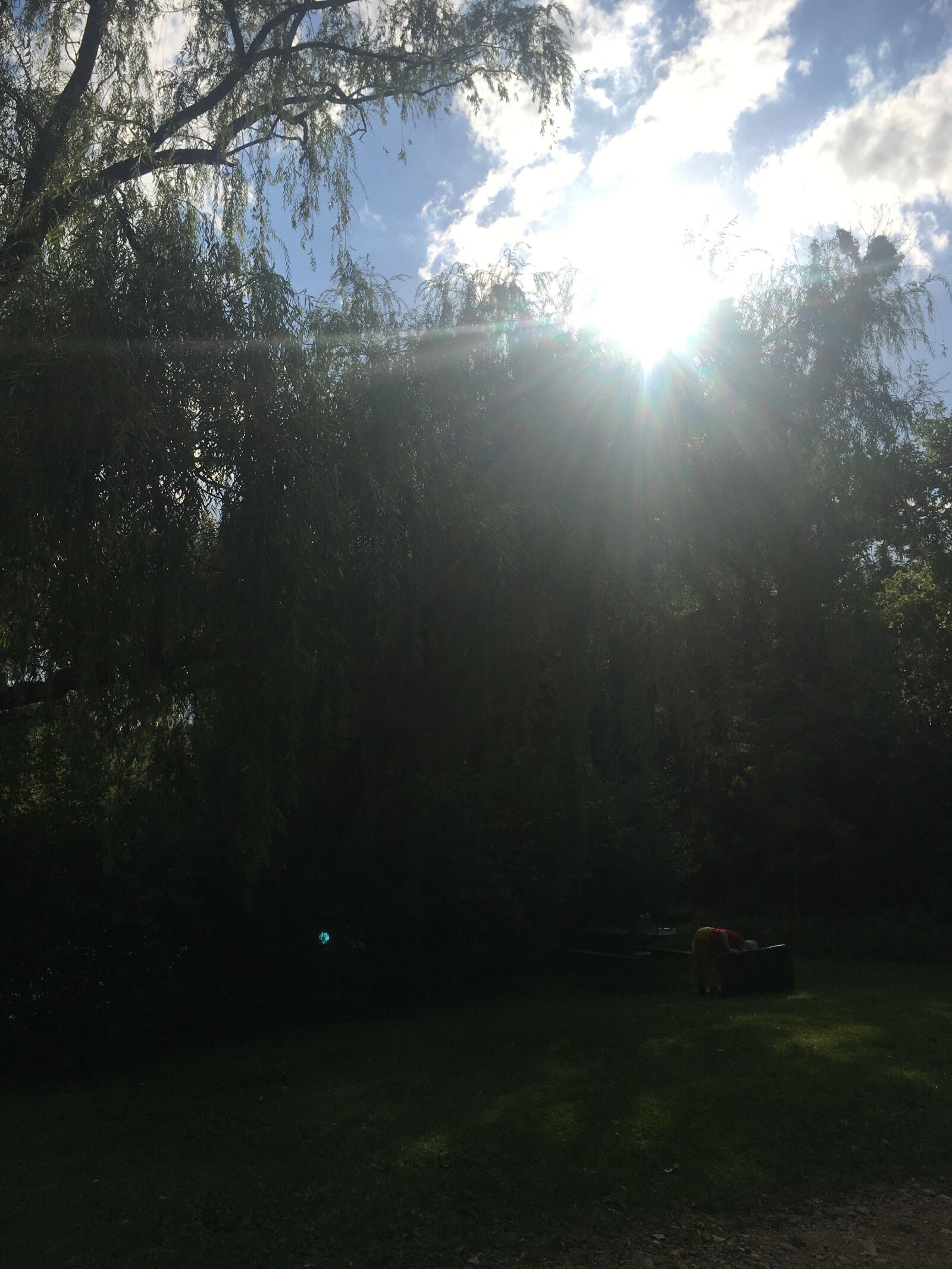 iPhone 6s Plus back camera 4.15mm f/2.2 sample photo. Sun, willow, nature photography