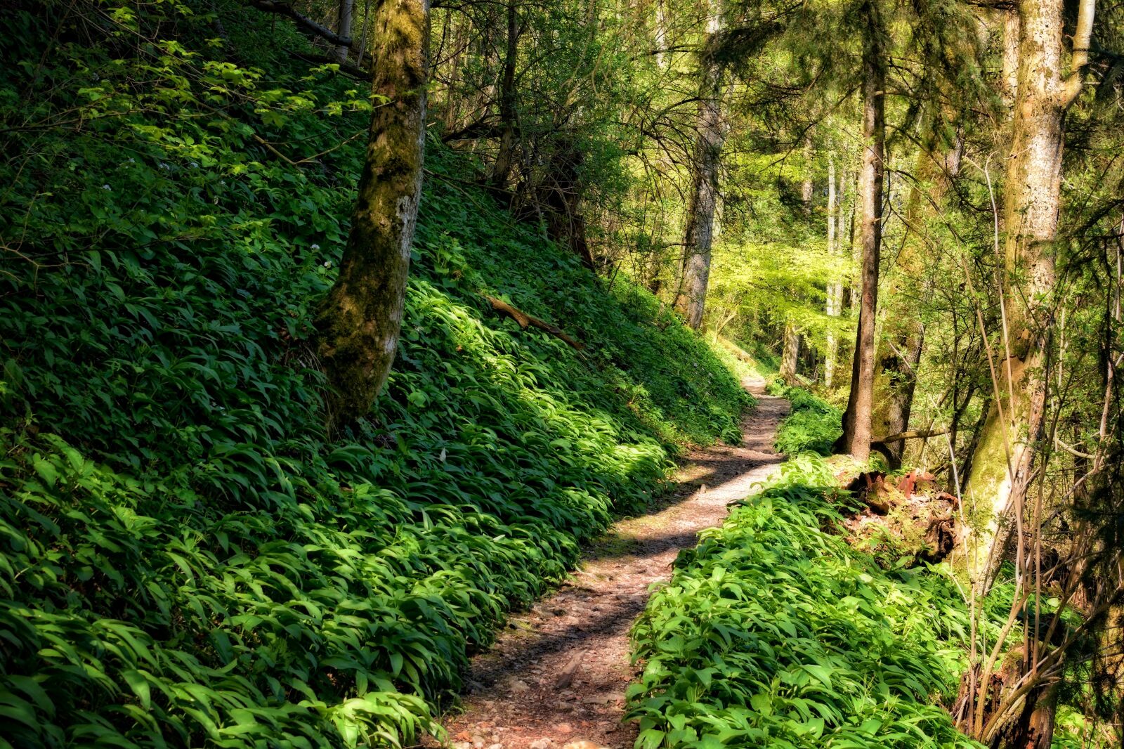 Nikon D7100 sample photo. Away, path, forest photography