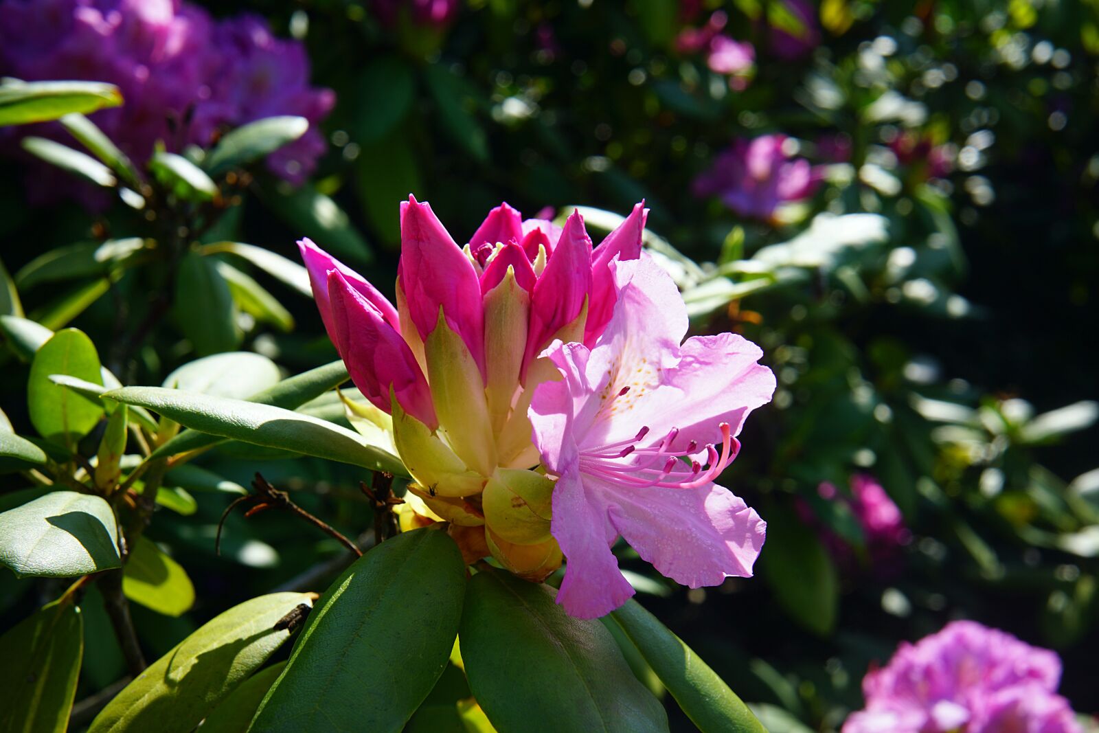 Samyang AF 45mm F1.8 FE sample photo. Rhododendron, bud, bloom photography