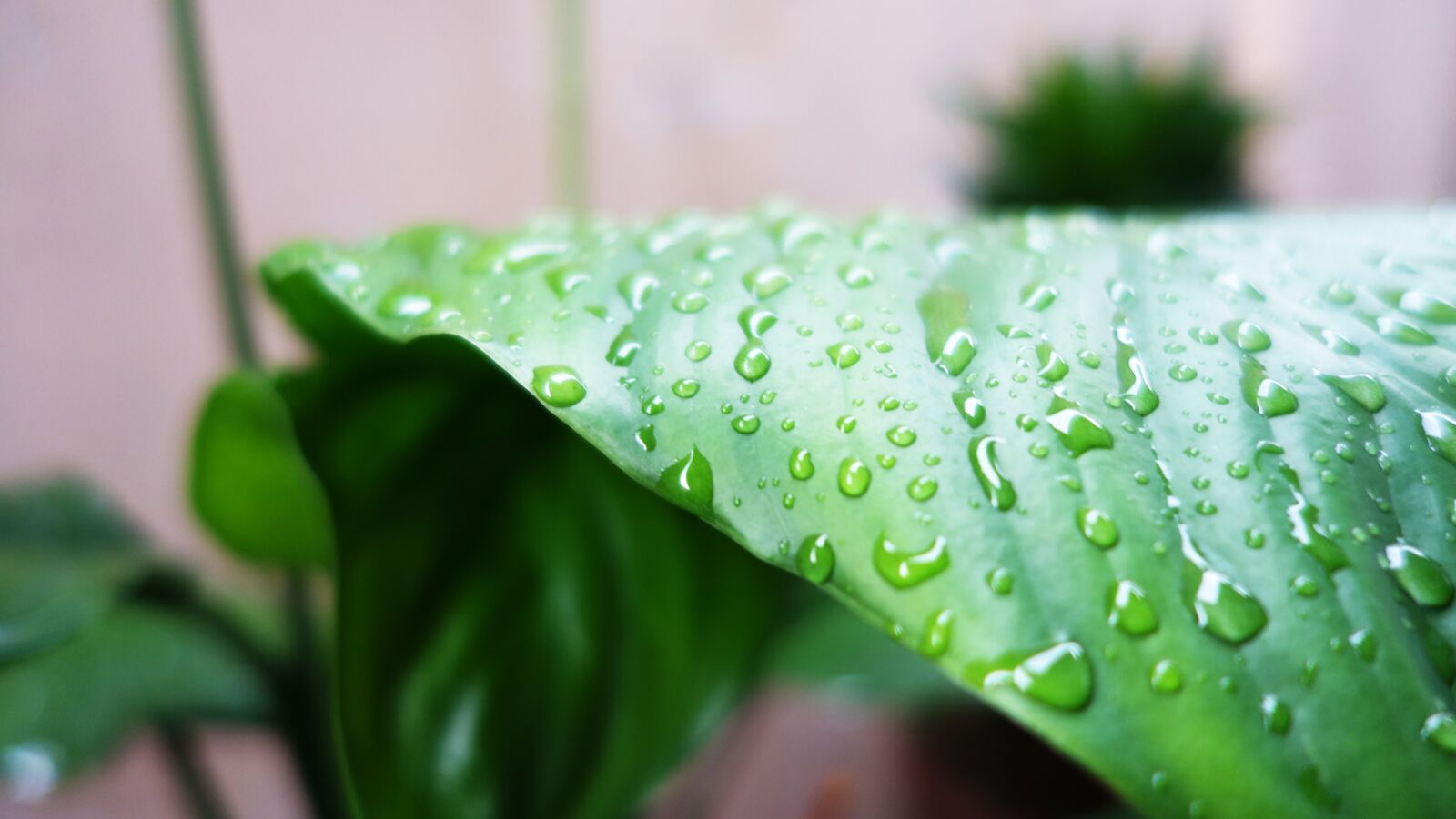 Sony Cyber-shot DSC-RX100 II sample photo. Green, garden, gardening photography