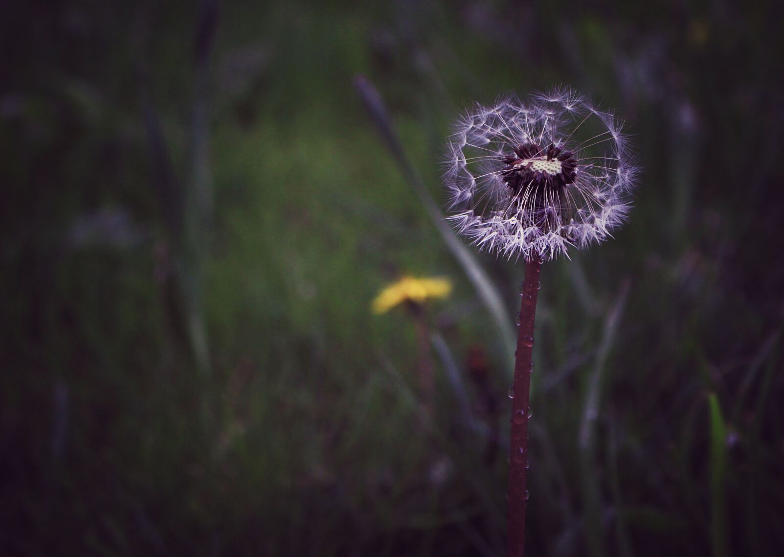 Canon EOS 100D (EOS Rebel SL1 / EOS Kiss X7) sample photo. Dandelion, desire, nature photography