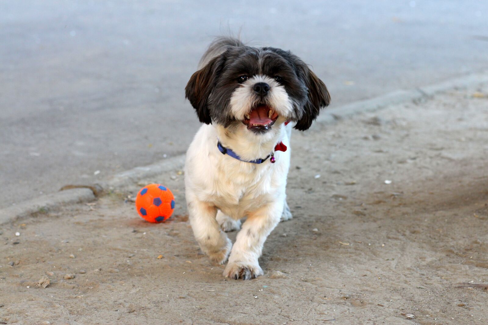 Canon EOS 700D (EOS Rebel T5i / EOS Kiss X7i) + Canon EF 85mm F1.8 USM sample photo. Dog, play, ball photography