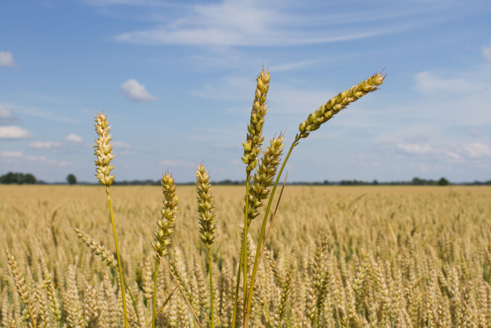 Canon EOS 7D + Canon EF 35mm F2 sample photo. Wheat, crop, agriculture photography