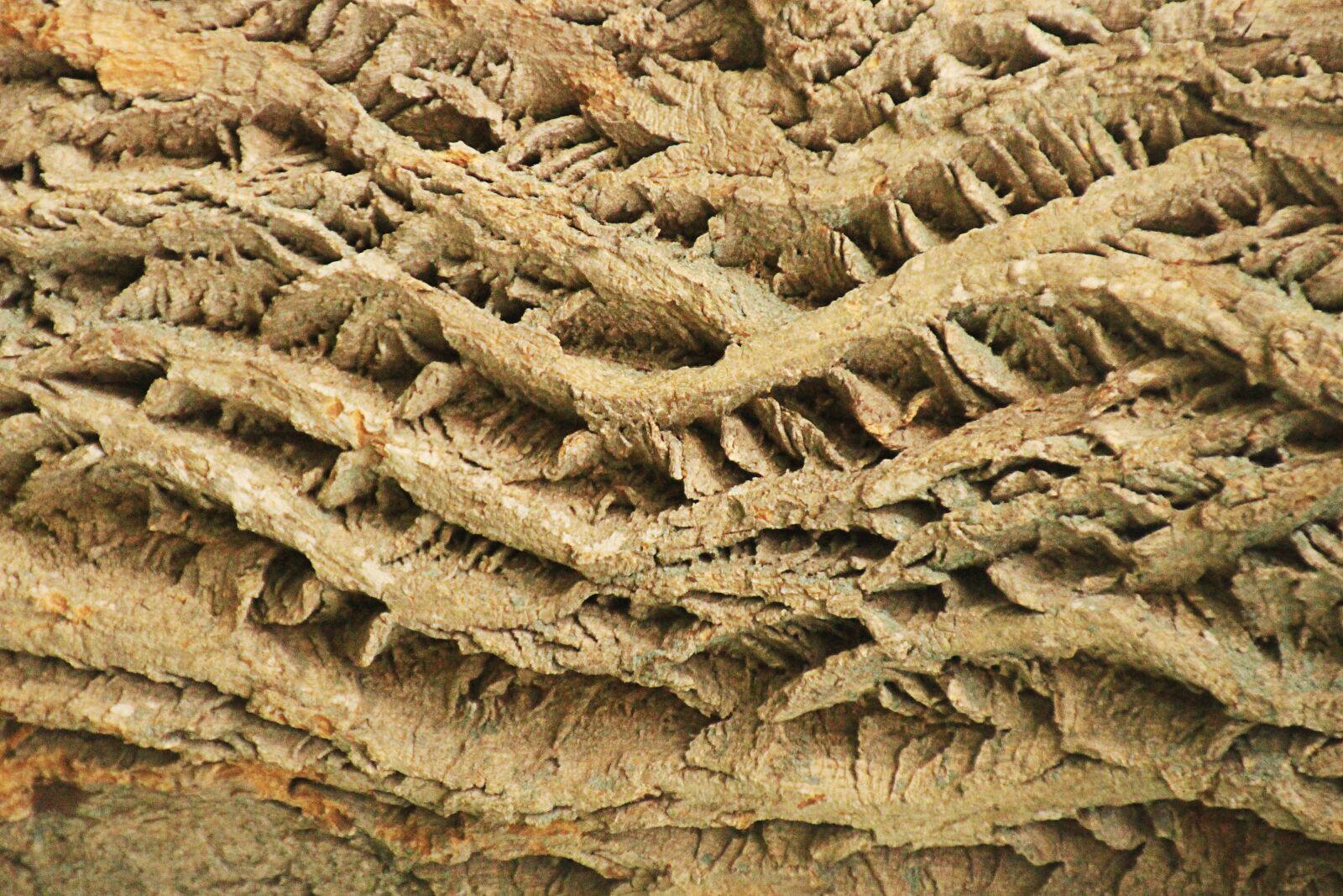 Canon EOS 700D (EOS Rebel T5i / EOS Kiss X7i) sample photo. Texture, bark, tree photography