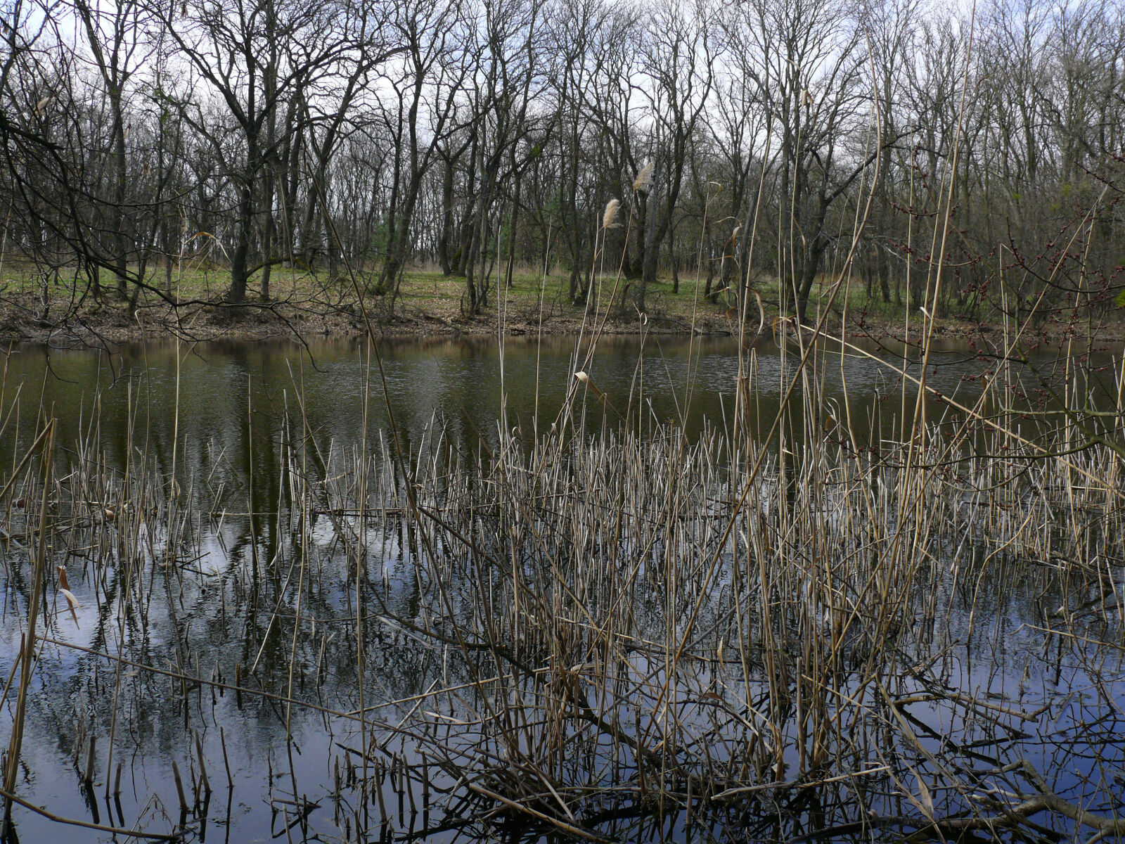 Panasonic DMC-FZ50 sample photo. Lake photography