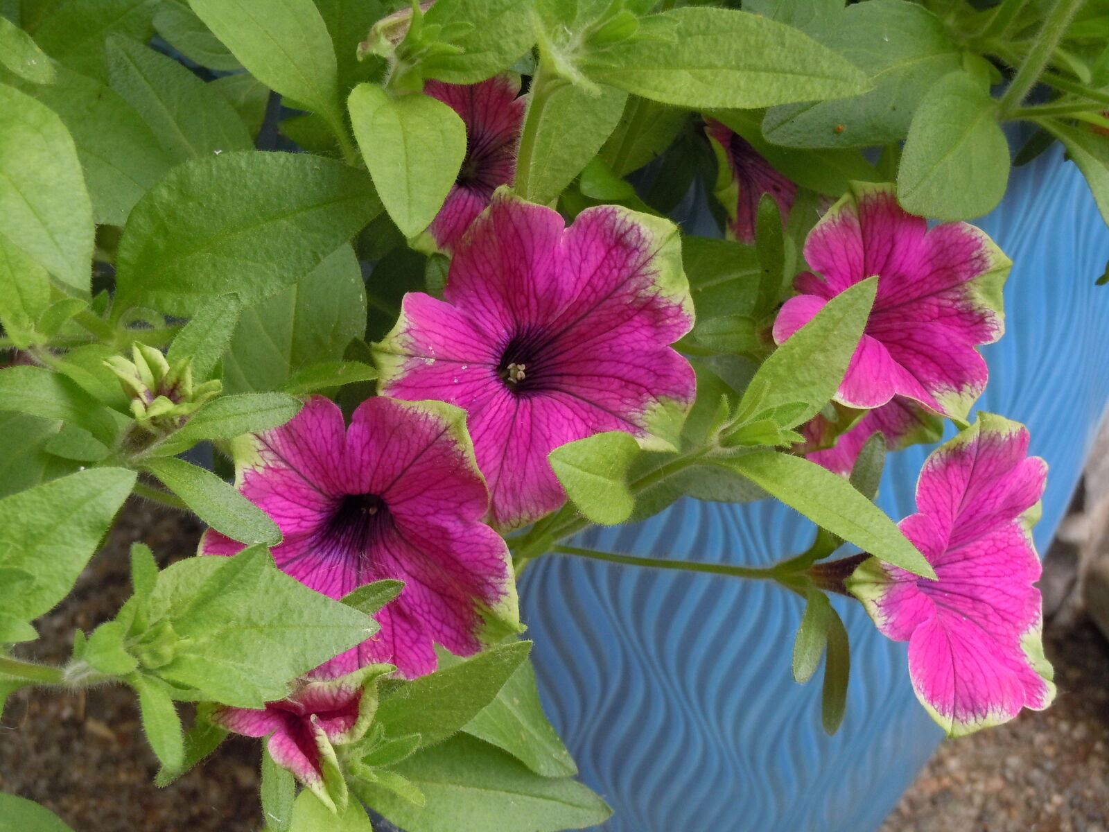 Nikon Coolpix S6000 sample photo