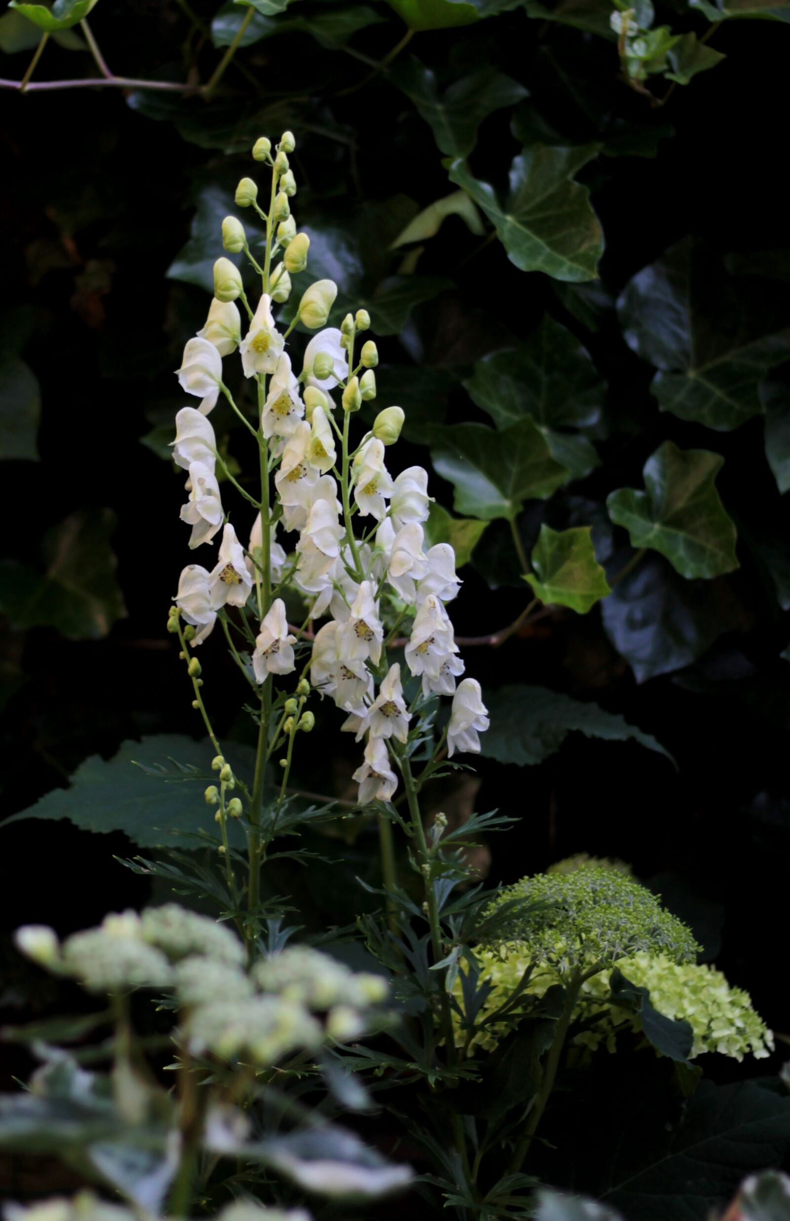 Canon EOS 600D (Rebel EOS T3i / EOS Kiss X5) sample photo. Aconitum napellus album, aconite photography