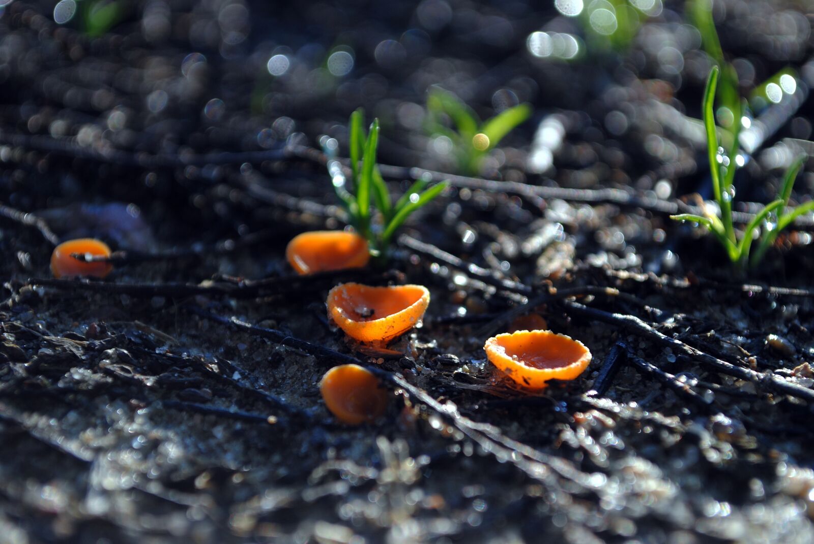 Nikon D3000 sample photo. Mushrooms, mushroom, forest photography