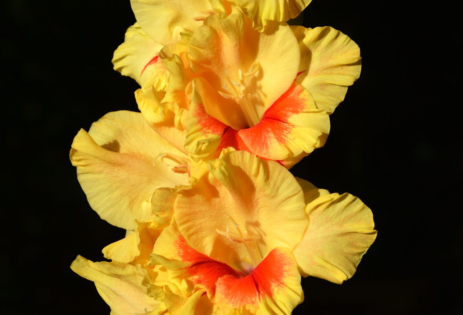 Nikon D3200 sample photo. Gladiolus, gladidus, butterfly greenhouse photography