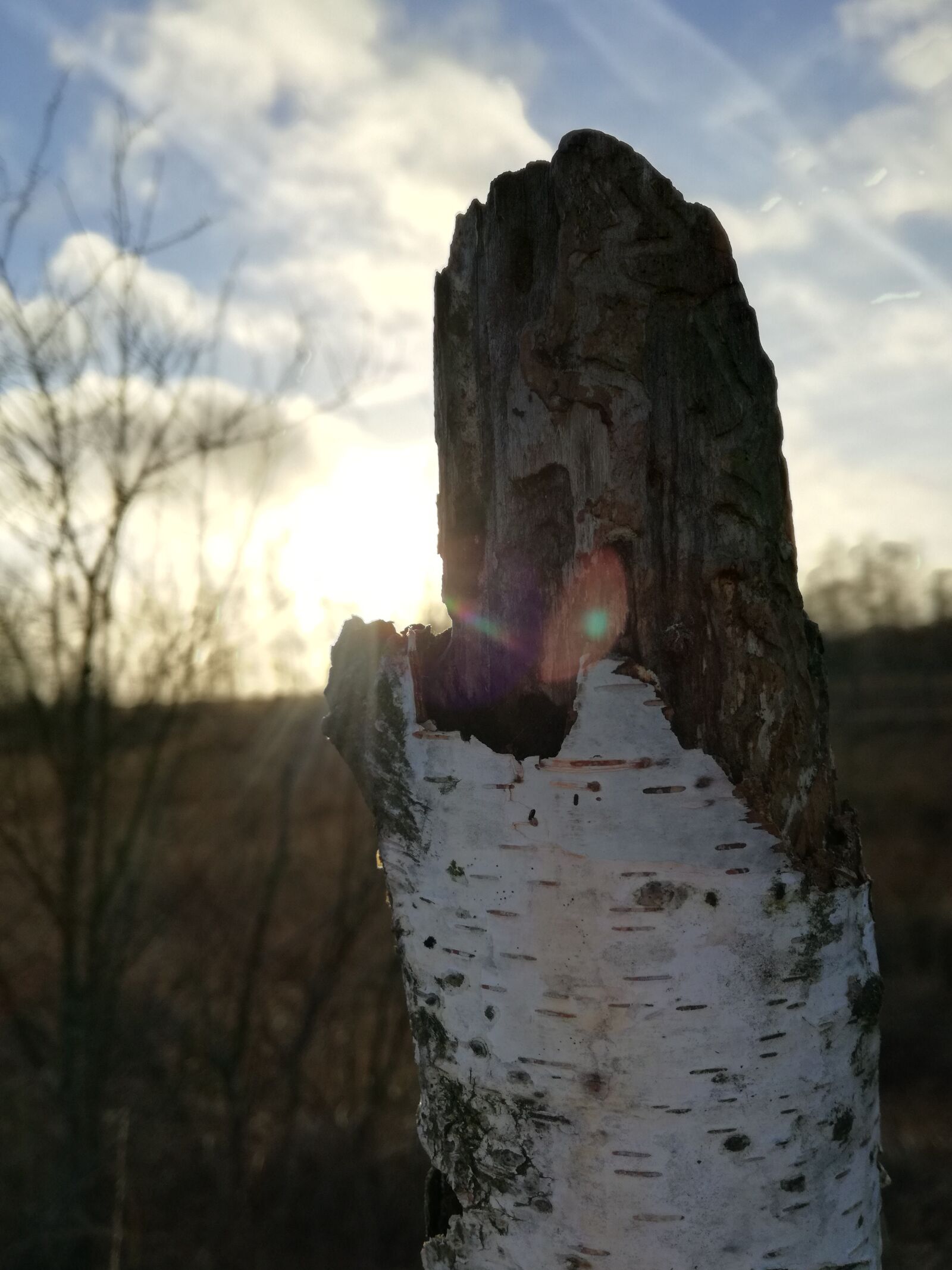 HUAWEI P9 LITE sample photo. Birch, moor, box moor photography