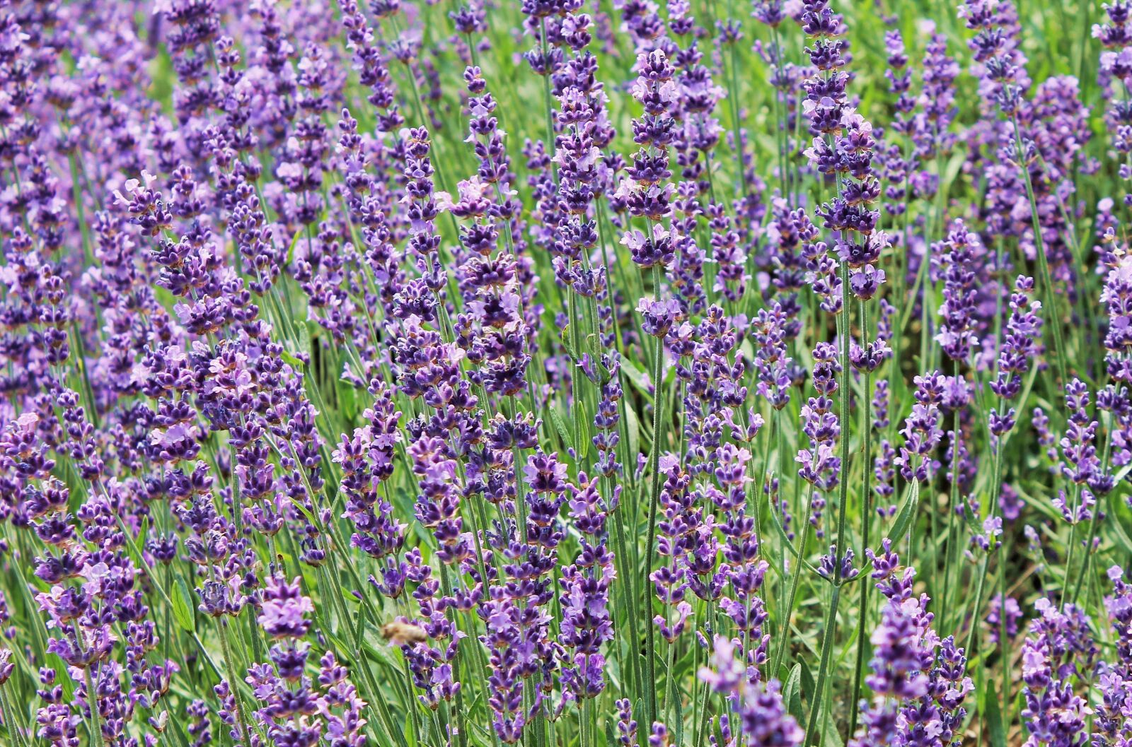 Canon EOS 600D (Rebel EOS T3i / EOS Kiss X5) sample photo. Lavender, lavender field, purple photography
