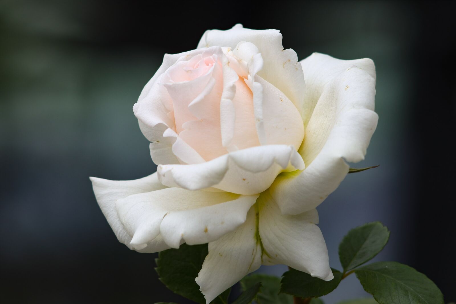 Canon EOS 77D (EOS 9000D / EOS 770D) sample photo. Rose, flowers, bouquet photography