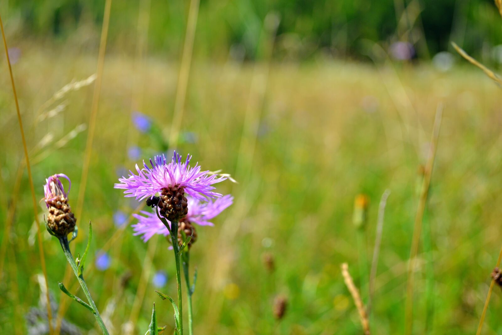 Nikon D3100 sample photo. Purple, flower, bug photography