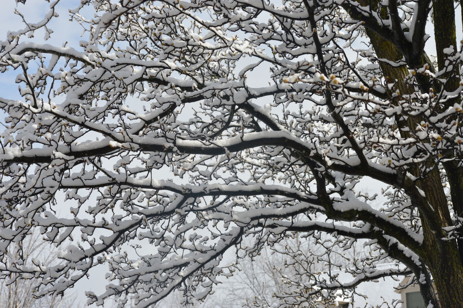 Nikon AF-S DX Nikkor 55-200mm F4-5.6G VR II sample photo. Fresh, snow, perched, tree photography