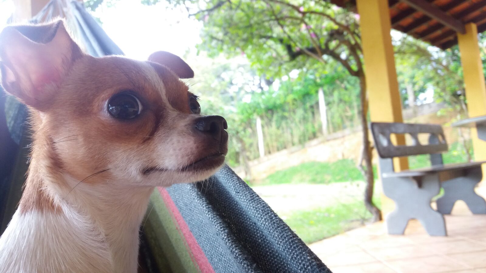 Samsung Galaxy J5 sample photo. Dog, pet, animal photography