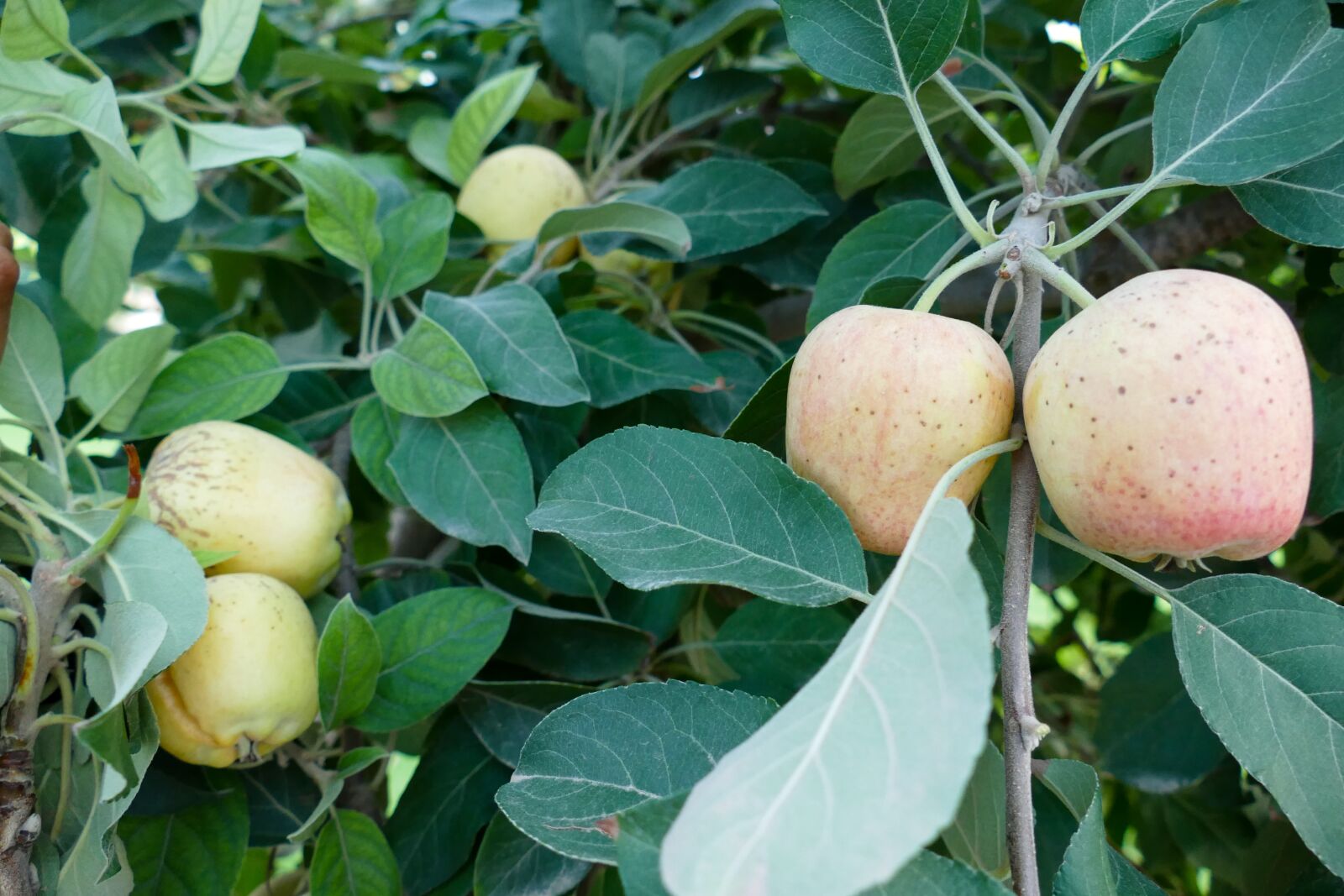 Panasonic Lumix DMC-FZ1000 sample photo. Apple tree, apple, red photography