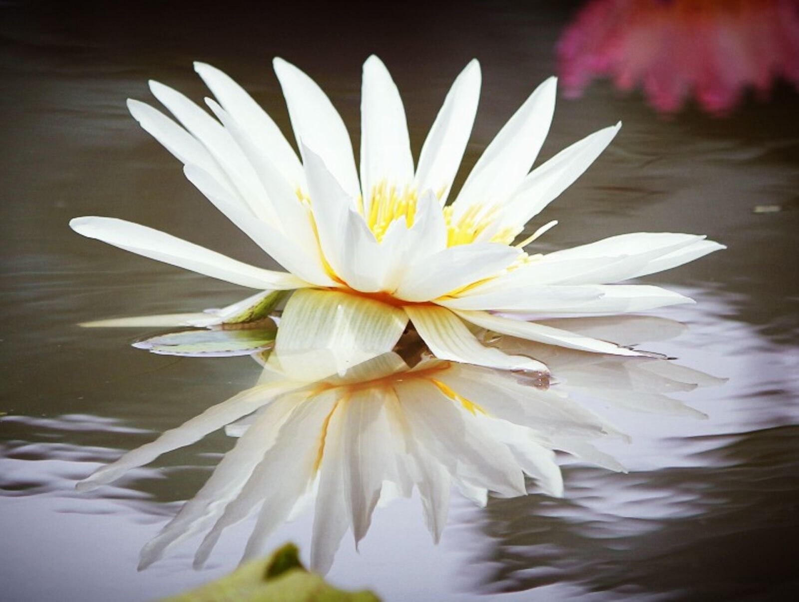 Canon EOS 60D sample photo. Water lily flower, nature photography