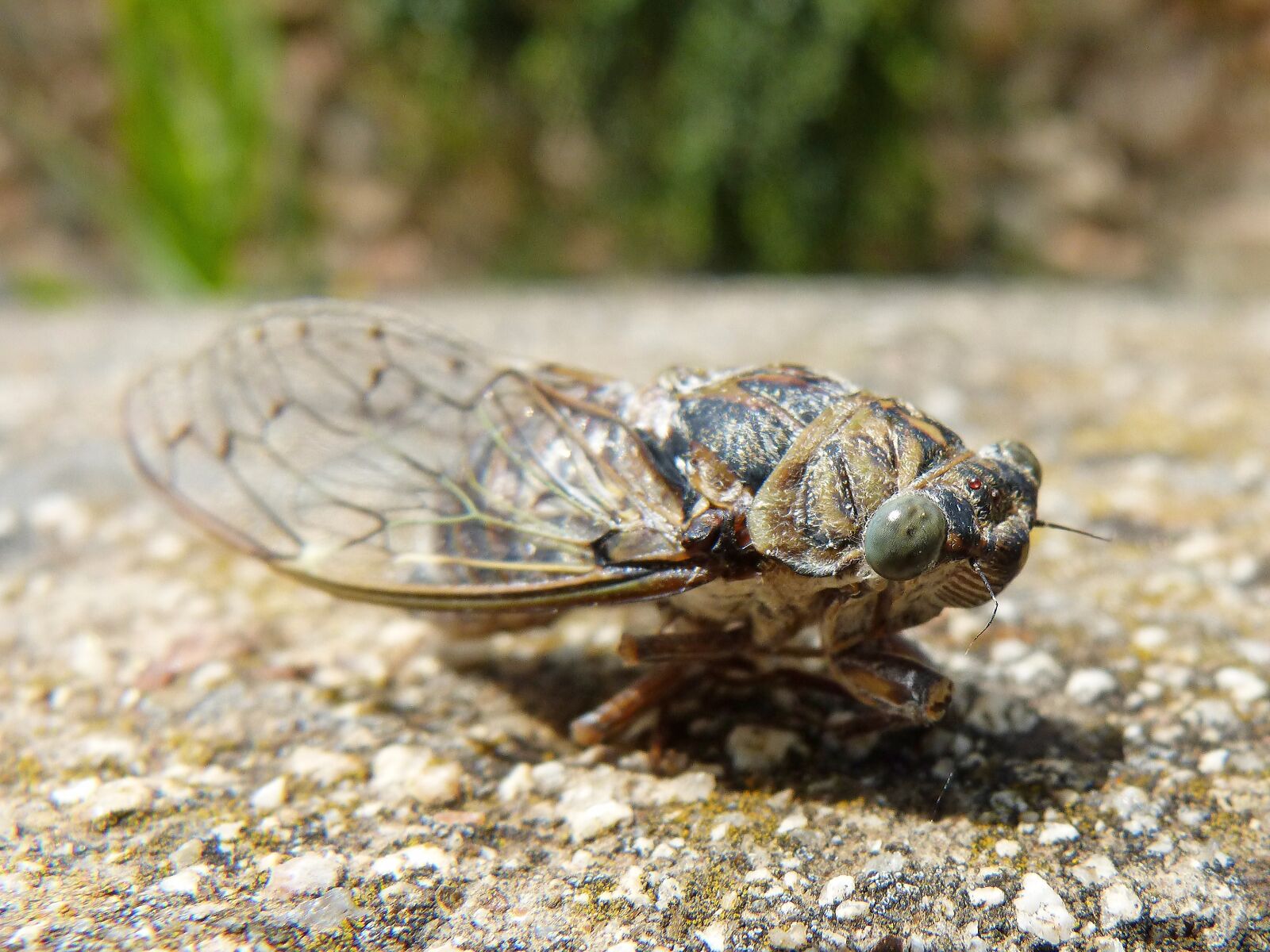 Panasonic DMC-FZ62 sample photo. Cicada, i cic dido photography