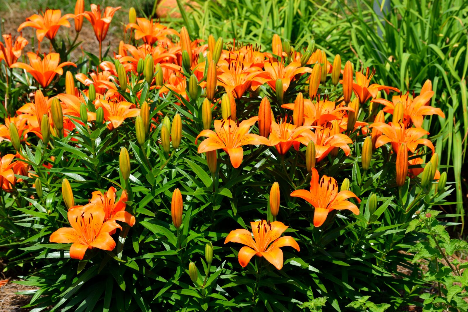 Nikon D3300 sample photo. Orange, asian lily, lily photography