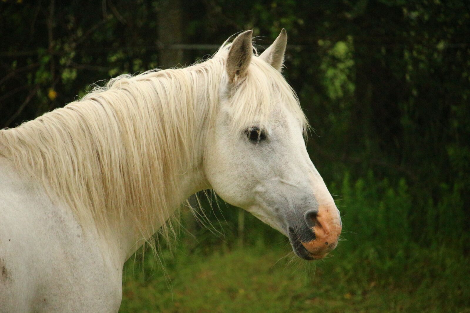 Canon EOS 100D (EOS Rebel SL1 / EOS Kiss X7) sample photo. Horse, mold, thoroughbred arabian photography