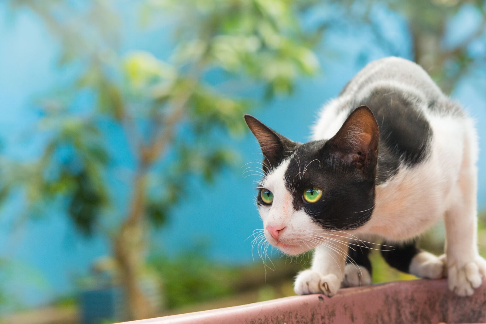Nikon D7100 sample photo. Cat, fauna, outdoor photography