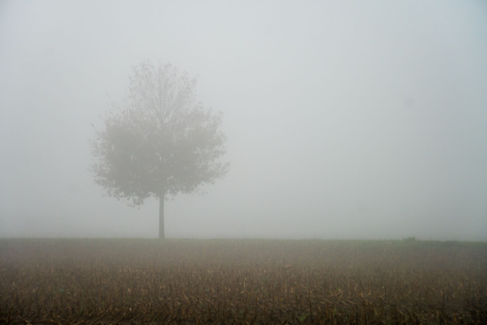 Sony a6500 sample photo. Fog, autumn, tree photography