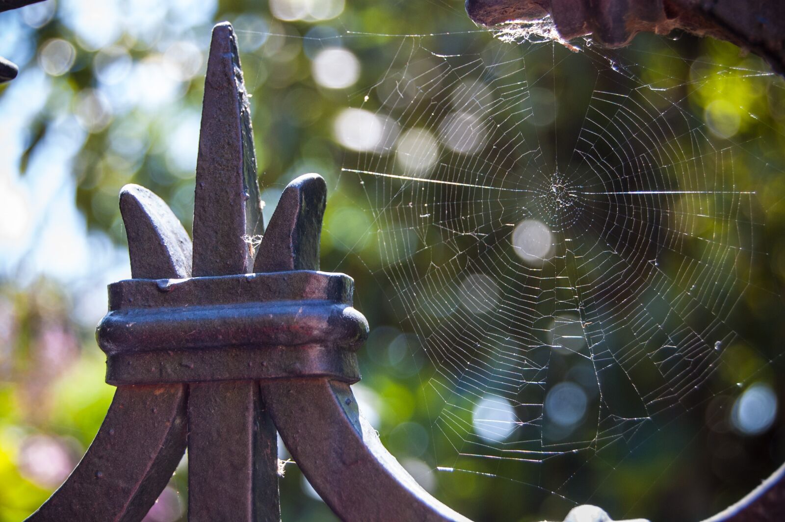 Nikon D40 sample photo. Reflection, web, spider photography