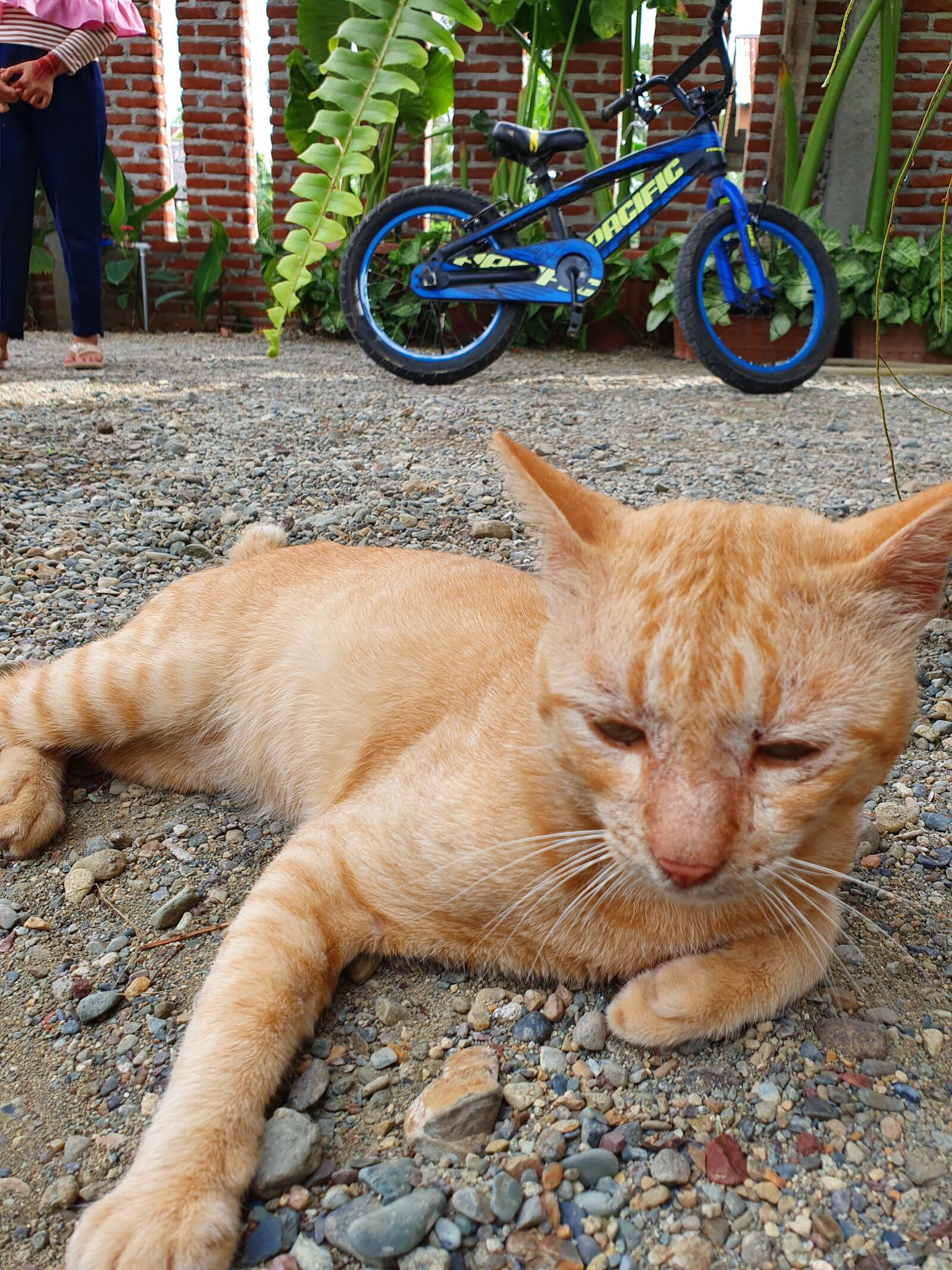Samsung SM-G975F sample photo. Cat, animal, nature photography