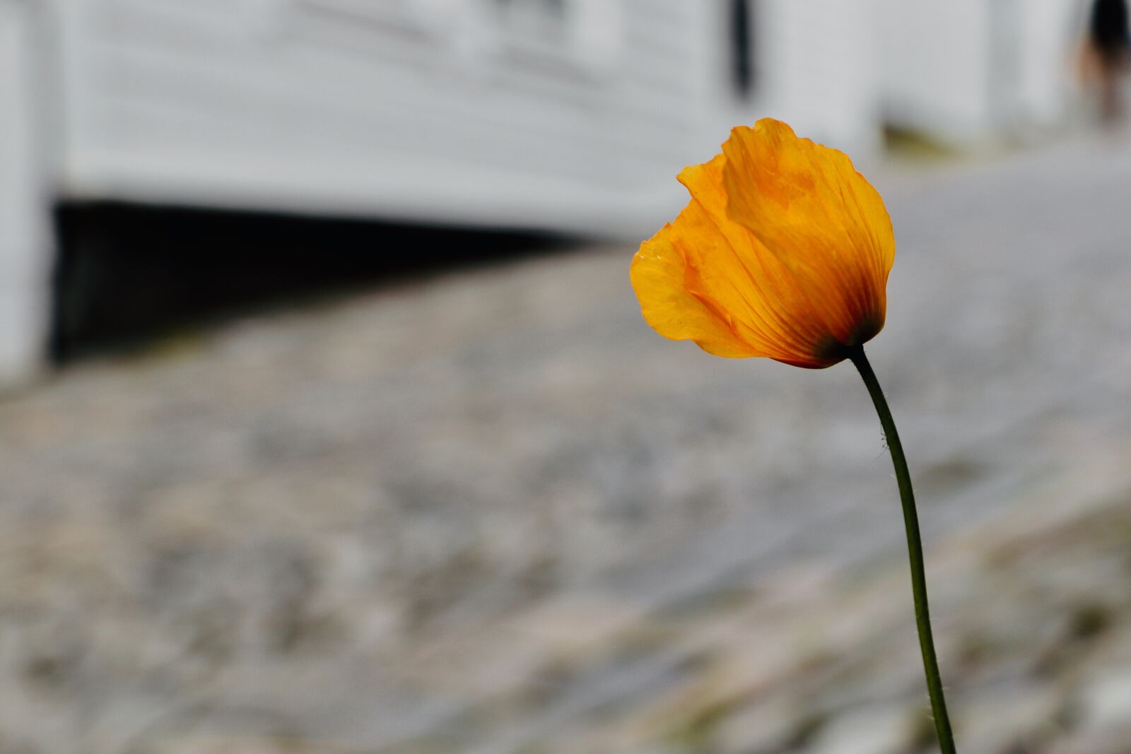 Canon EOS 800D (EOS Rebel T7i / EOS Kiss X9i) sample photo. Poppy, houses, norway photography