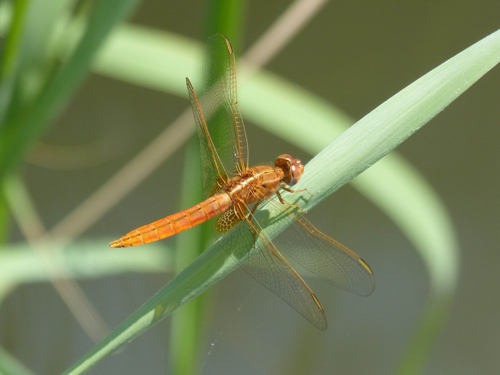 Panasonic DMC-FZ62 sample photo. Dragonfly, lib ula golden photography