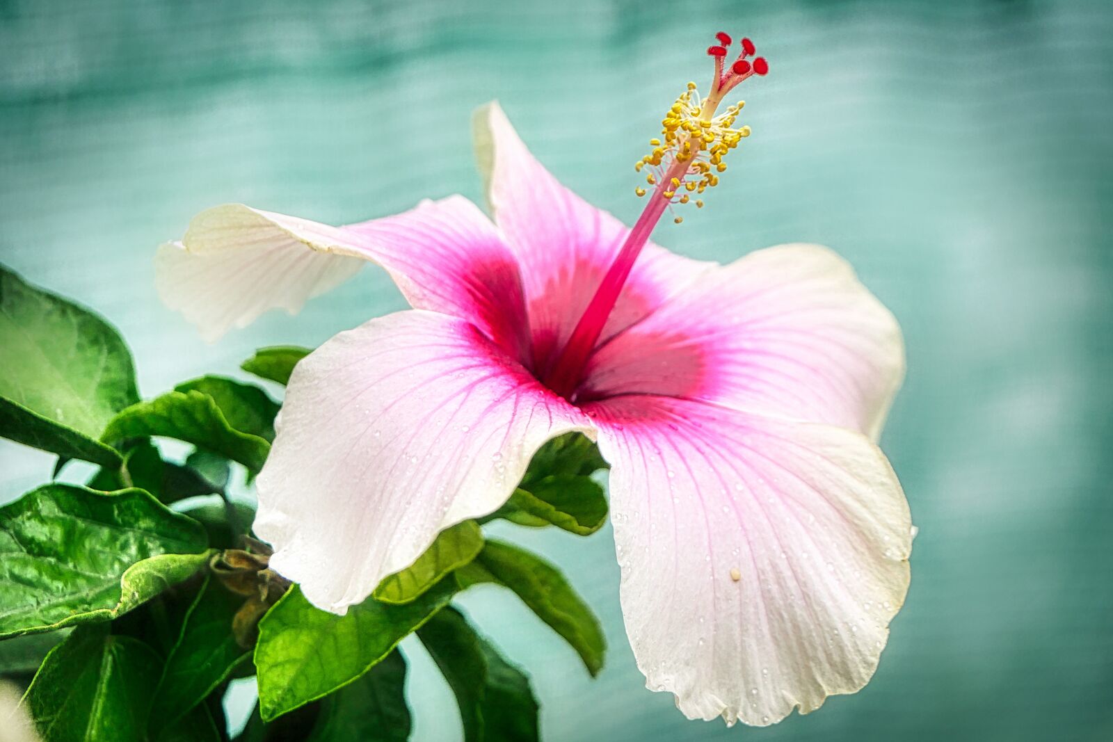 Panasonic Lumix DMC-GX8 sample photo. Hibiscus, blossom, bloom photography