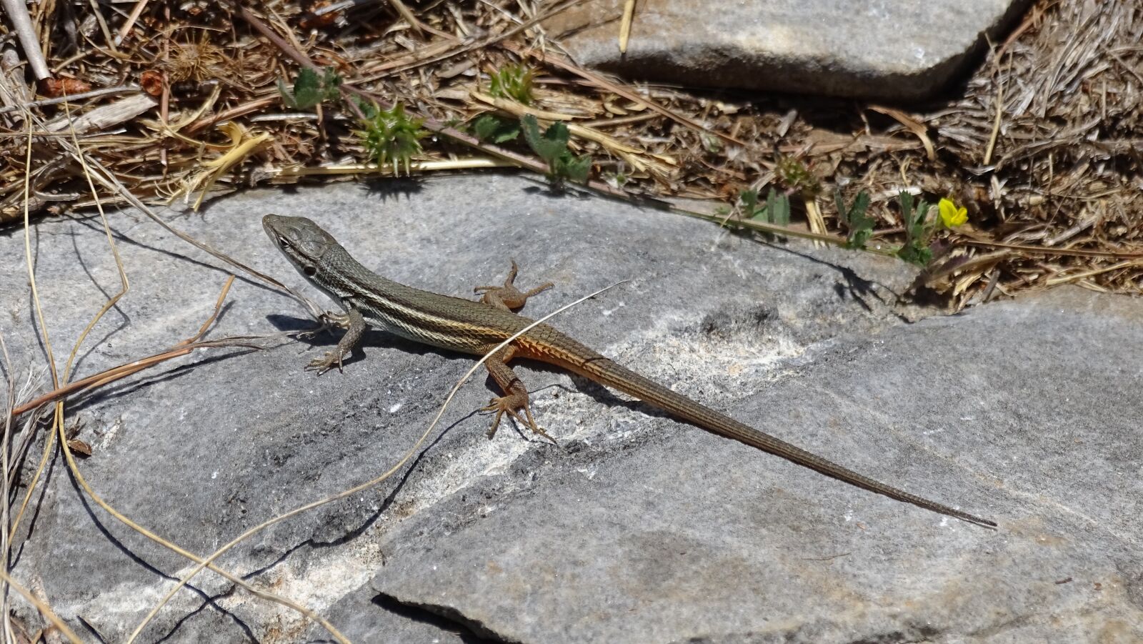 Sony Cyber-shot DSC-HX400V sample photo. Lizard, reptiles, fauna photography