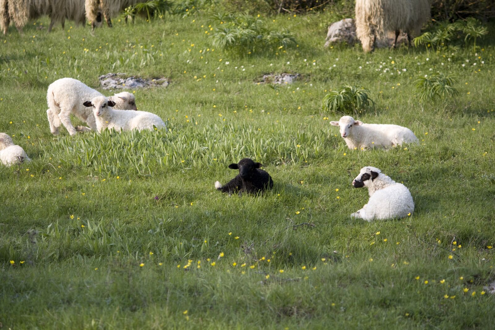 Canon EOS 450D (EOS Rebel XSi / EOS Kiss X2) sample photo. Different, black sheep, special photography
