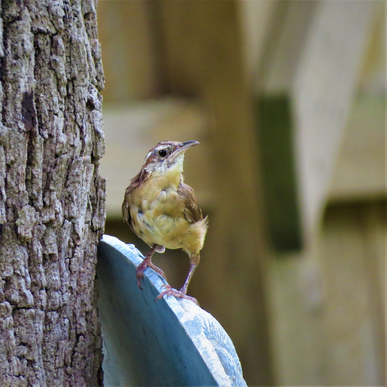 Canon PowerShot SX50 HS sample photo. Bird, small, close up photography