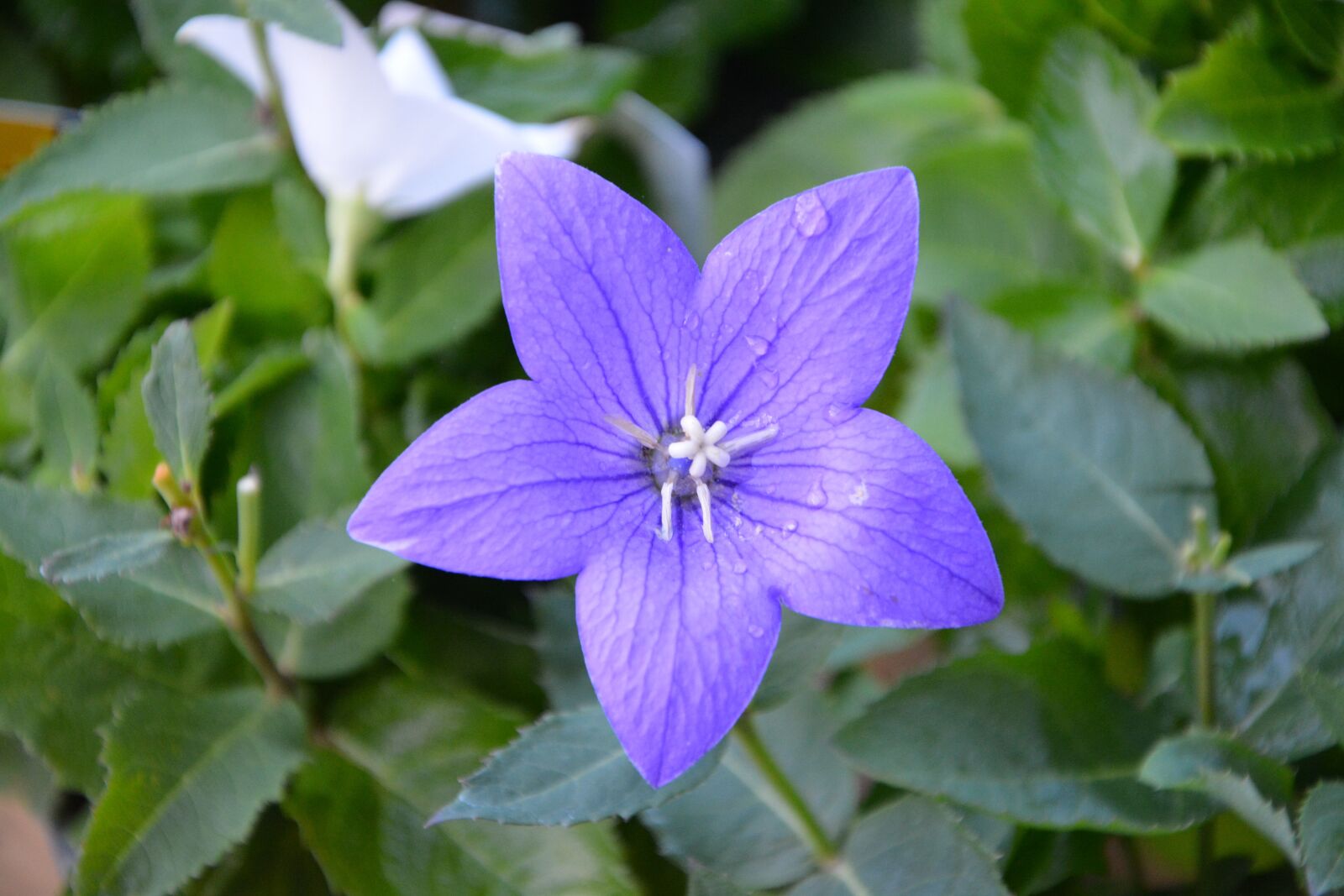 Nikon D5200 sample photo. Flower, flowers bellibells, plant photography