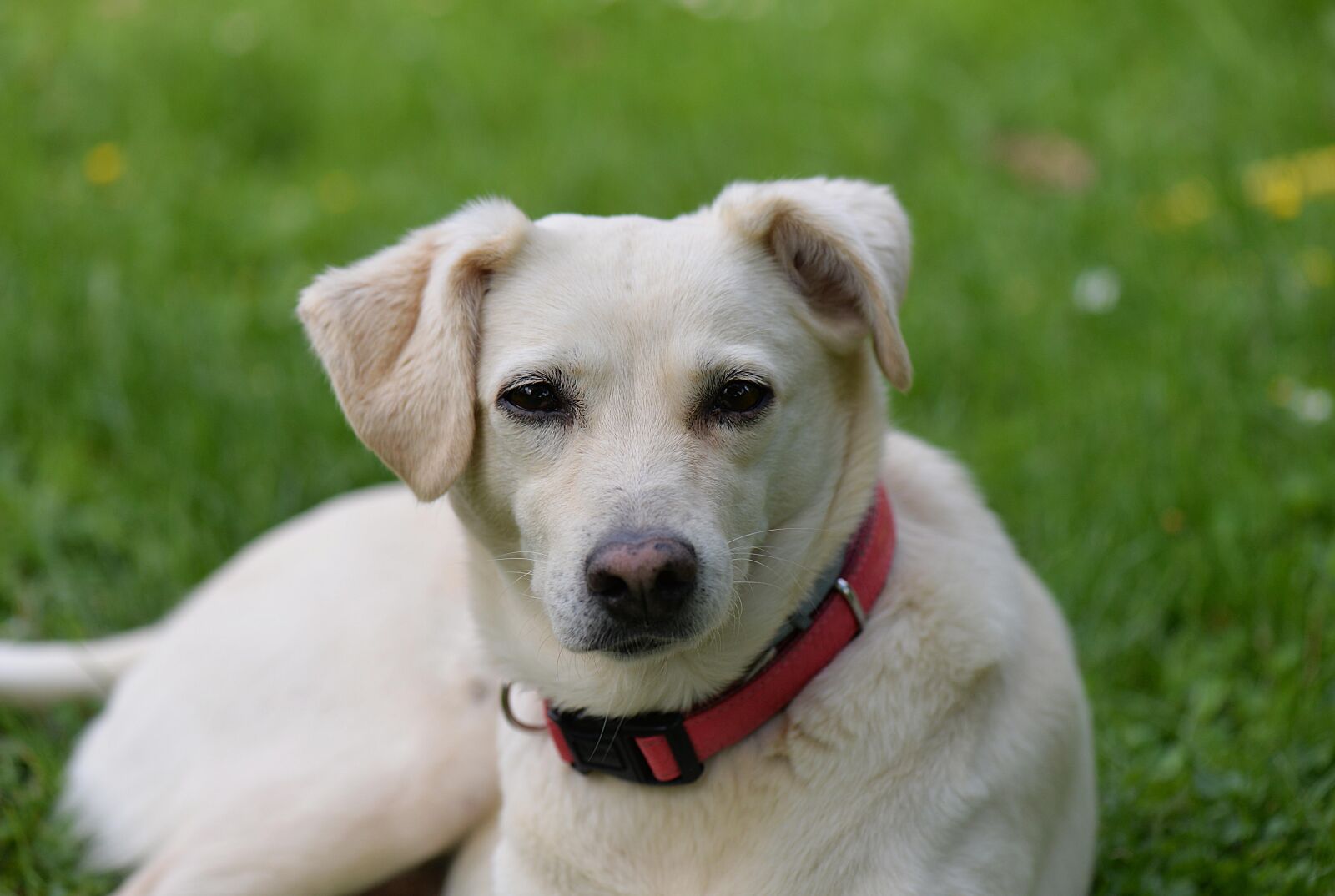 Nikon D610 sample photo. Dog portrait, cute, hybrid photography