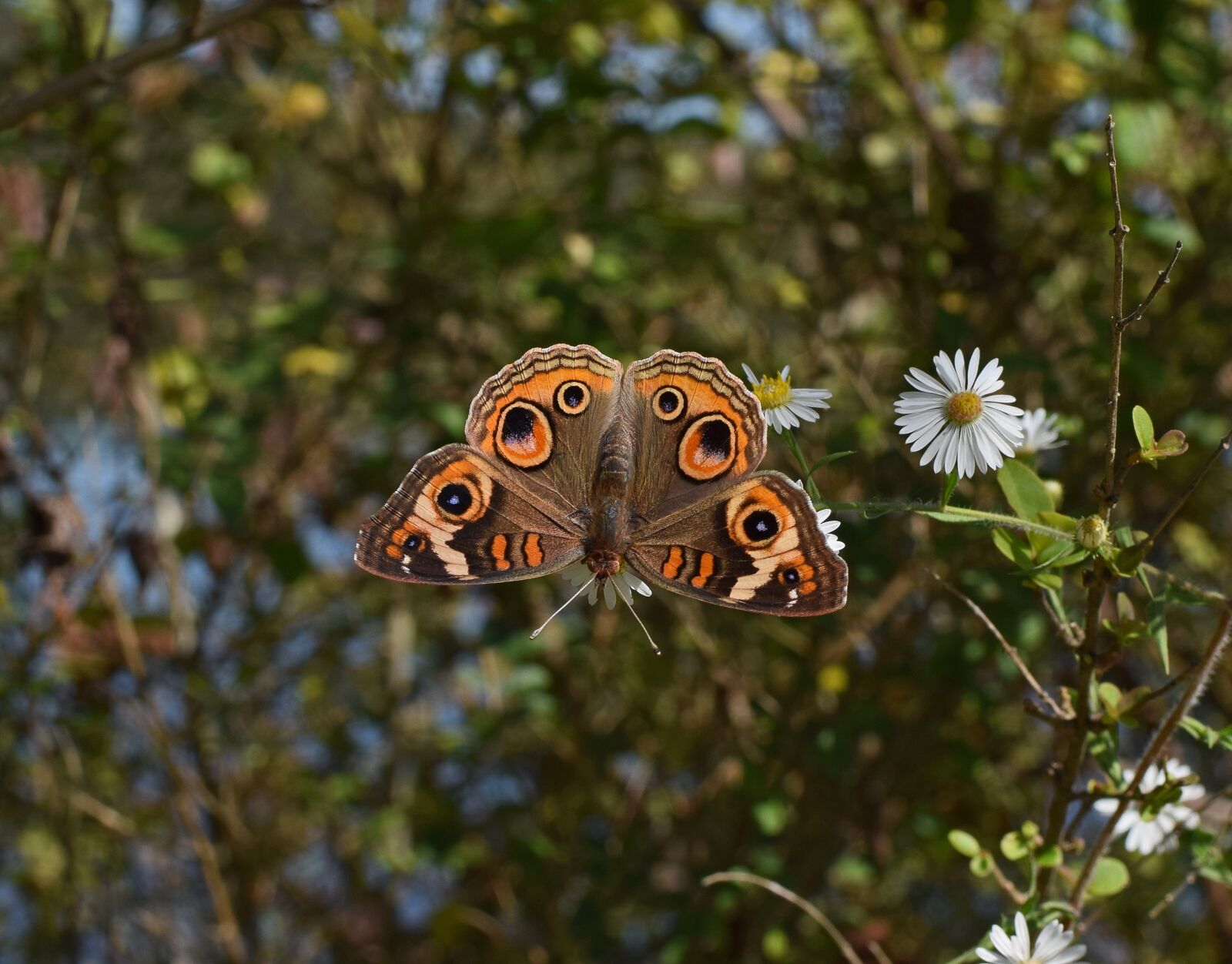 Nikon D3300 sample photo. Buckeye butterfly, butterfly, insect photography