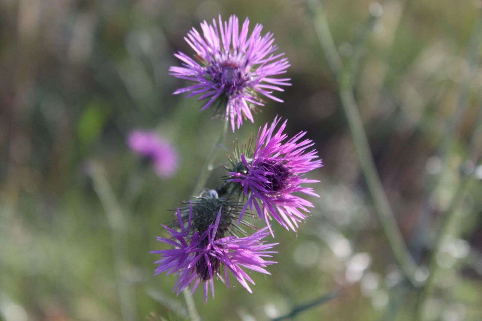 Canon EOS 500D (EOS Rebel T1i / EOS Kiss X3) sample photo. Autumn, flower, purple photography
