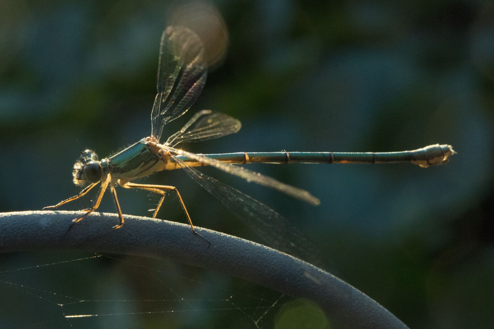 Nikon D800 sample photo. Dragonfly, nature, wings photography